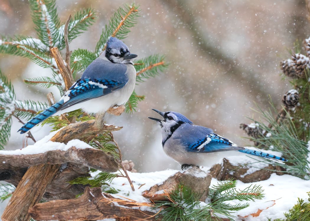 Birds of WV: Blue Jay