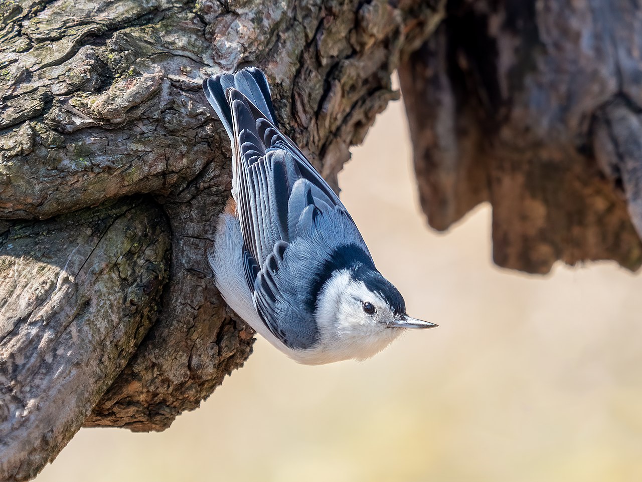 Birds of WV: White Breasted Nuthatch
