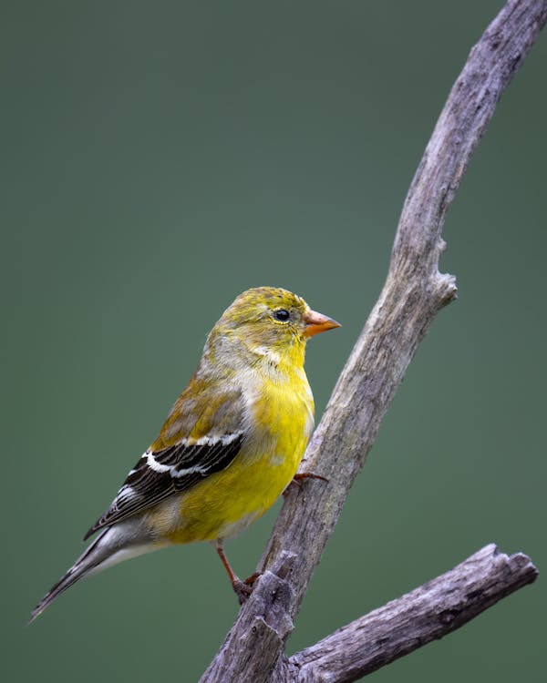 Birds of WV: American Goldfinch