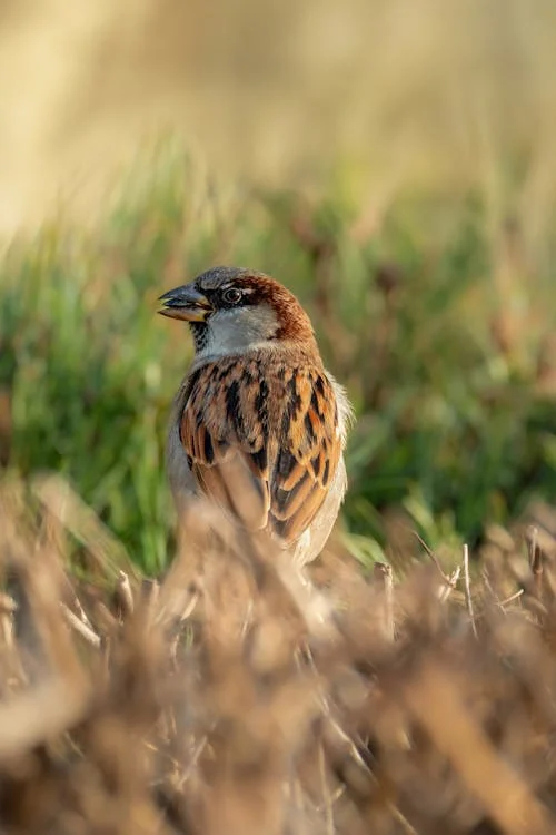 Birds of WV: House Sparrow