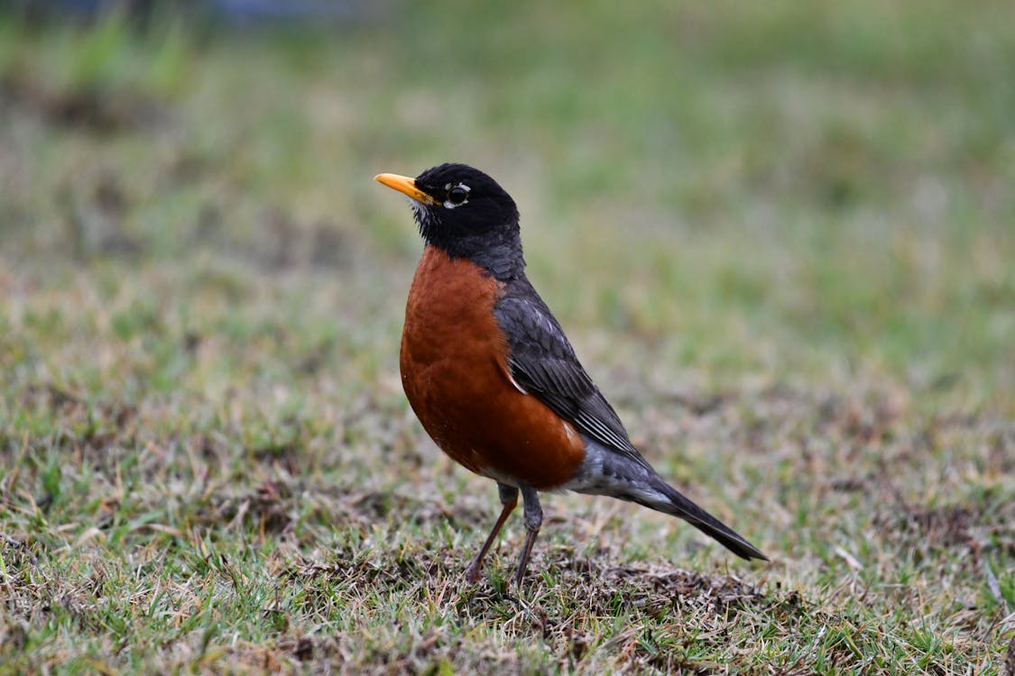 Birds of WV: Robin