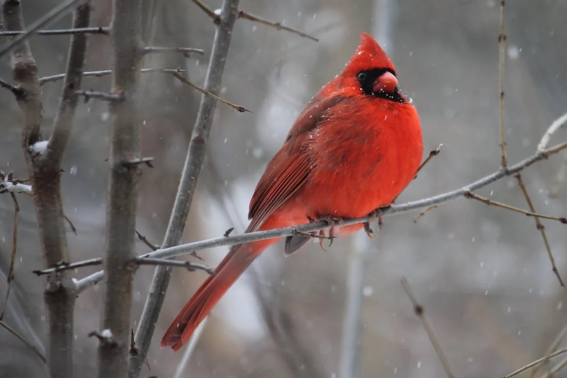 Birds of WV: Northern Cardinal