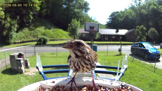 All the birds visiting my feeder